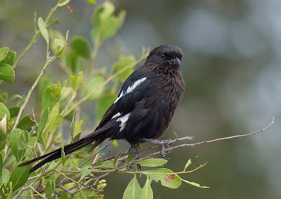 Cendet - Magpie Shrike (Urolestes melanoleucus) South Africa